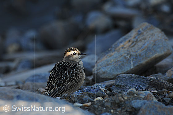Foto: Junger Mornellregenpfeifer (Eudromias morinellus). Jungvogel im Abendlicht.
Umgebung: Karge Fläche mit wenig Vegetation. Höhe: ca. 2700m ü.M.
Lat.: Eudromias morinellus (Synonym: Charadrius morinellus)
Ordnung: Charadriiformes (Regenpfeiferartige)
Familie: Charadriidae (Regenpfeifer)
Unterfamilie: Charadriinae (Eigentliche Regenpfeifer)
Gattung: Eudromias