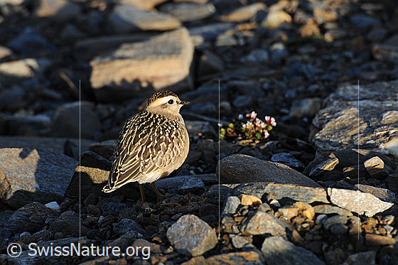 Foto: Mornellregenpfeifer (Eudromias morinellus). Jungvogel im Abendlicht.
Umgebung: Karge Fläche mit wenig Vegetation. Höhe: ca. 2700m ü.M.
Lat.: Eudromias morinellus (Synonym: Charadrius morinellus)
Ordnung: Charadriiformes (Regenpfeiferartige)
Familie: Charadriidae (Regenpfeifer)
Unterfamilie: Charadriinae (Eigentliche Regenpfeifer)
Gattung: Eudromias