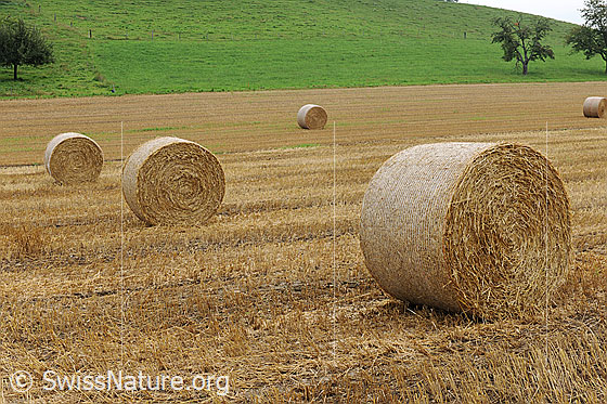 Foto: Strohernte. 
Gepresste Strohballen liegen auf dem abgeernteten Getreidefeld zum Abtransport bereit.