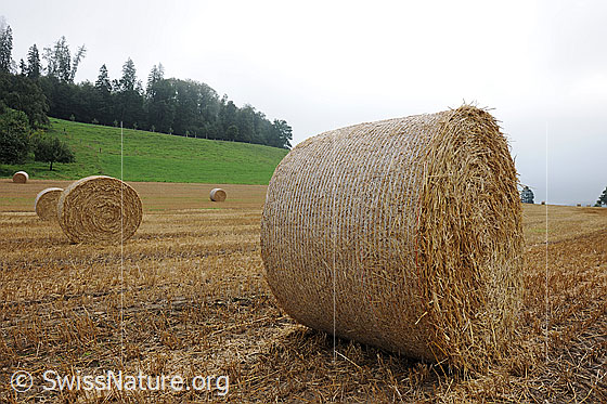 Foto: Getreideernte. 
Gepresste Strohballen liegen auf dem abgeernteten Getreidefeld zum Abtransport bereit.