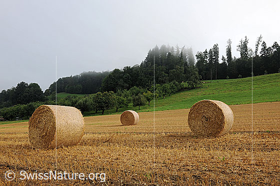 Foto: Strohballen auf Feld. Das zu Ballen gepresste Stroh liegt auf dem abgeernteten Getreidefeld zum Abtransport bereit. Im Hintergrund sind die Bäume eines Obstgartens zu sehen.