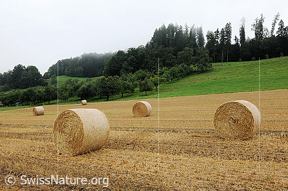 Foto: Stoppelfeld mit Strohballen. Nach der Getreideernte wurde das Stroh zu Ballen gepresst, welche nun auf dem hellbraunen Feld zum Abtransport bereit liegen. Die Landschaft im Hintergrund ist grün und es sind Bäume eines Obstgartens zu sehen.