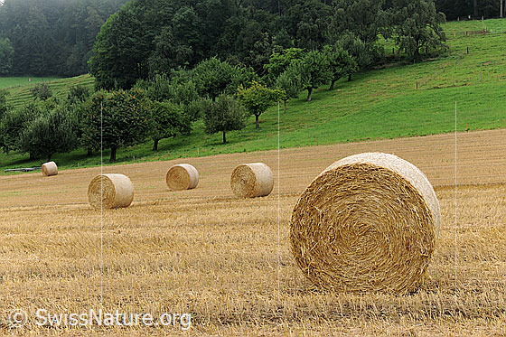 Foto: Strohballen auf Stoppelfeld. Nach der Getreideernte wurde das Stroh zu Ballen gepresst, welche nun auf dem hellbraunen Feld zum Abtransport bereit liegen. Die Landschaft im Hintergrund ist grün und es sind Bäume eines Obstgartens zu sehen.