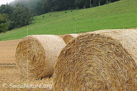Foto: Strohballen.
Zu runden Strohballen gepresster Stroh kurz nach der Getreideernte.