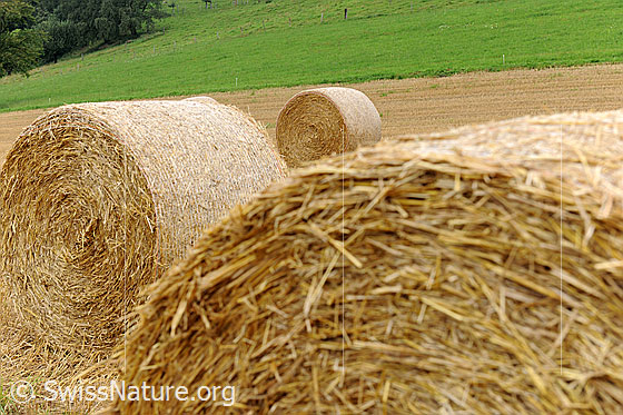 Foto: Stroh.
Zu runden Strohballen gepresster Stroh kurz nach der Ernte.