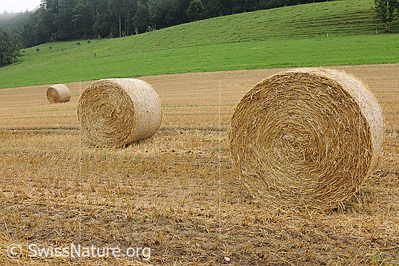 Foto: Runde Strohballen auf abgeerntetem Getreidefeld. Nach der Getreideernte wurde das Stroh zu Ballen gepresst. Diese zieren nun den Stoppelacker und werden bald an einen trockenen Ort gebracht.