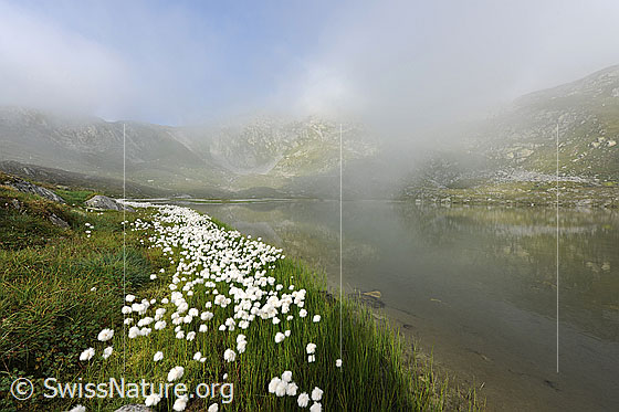 Foto: Nebelstimmung über Bergsee. Geheimnisvolle Berglandschaft mit Spiegelung im Jostsee. Das Ufer ist von blühendem Wollgras umgeben.
