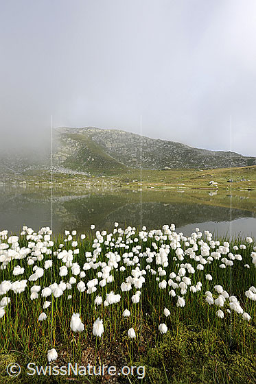 Foto: Wollgras am Jostsee. Die Formen der Berglandschaft spiegeln sich im Bergsee. Der Himmel ist mit Restwolken bedeckt.