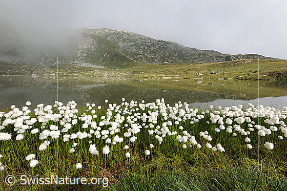 Foto: Spiegelnder Jostsee und blühendes Wollgras am Ufer. Landschaft und Spiegelung ergeben interessante Formen. Der Himmel ist leicht bedeckt und im Hintergrund sind Nebelreste zu sehen.
