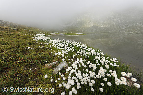 Foto: Jostsee, Obergoms. Blick über den blühenden Gürtel mit Wollgras, welcher das Ufer säumt, auf den schwach spiegelnden Bergsee mit geheimnisvoller Wolkenstimmung.