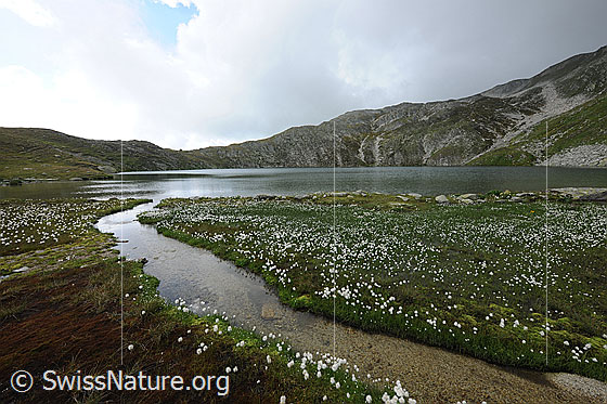 Foto: Rundsee und Moorlandschaft mit Wollgras. Ein Wasserlauf mündet in den Bergsee. Der Himmel ist bewölkt.