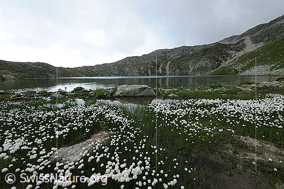 Foto: Rundsee mit Wollgras und Felsblöcken im seichten, moorähnlichen Uferbereich.