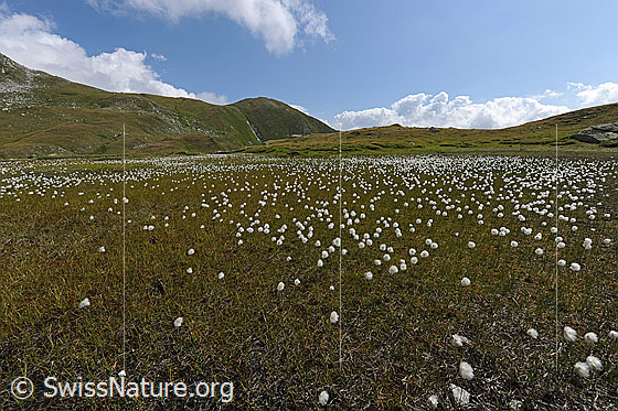 Foto: Blühendes Wollgras in Moorlandschaft auf Hochebene. Im Hintergrund sind Quellwolken zu sehen.