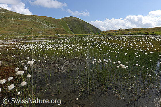 Foto: Wollgras in kleinem Moor umgeben von Berghängen mit Alpweiden.