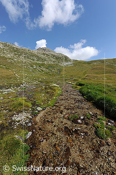 Foto: Bergbach und Alpweiden auf Totbode, Obergoms. Am blauen Himmel sind lockere Quellwolken zu sehen.