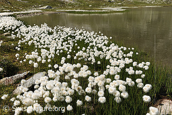 Foto: Wollgras am Ufer des Jostsee. Die zahlreichen Blüten bilden einen weissen Gürtel um den Bergsee.