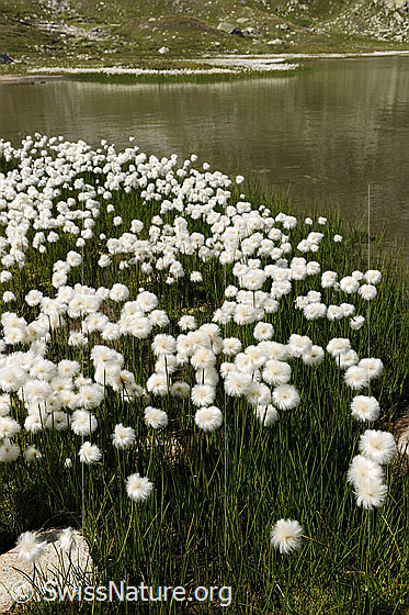 Foto: Wollgras während der Blütezeit. Zahlreiche weisse Blüten säumen das Ufer des Jostsee.