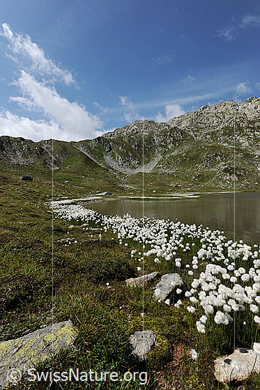 Foto: Wollgrasgürtel am Ufer des Jostsee. Der Bergsee ist von Alpweiden und Berghängen umgeben und am blauen Himmel sind langgezogene Quellwolken zu sehen.