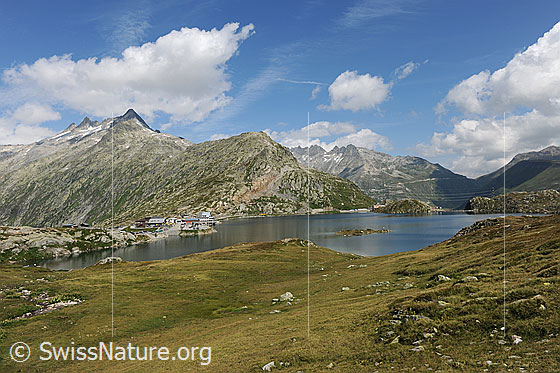 Foto: Alpenpass: Grimselpass mit Bergsee (Totesee) auf der Passhöhe. Alpweiden reichen ans Ufer des Sees. Über der Berglandschaft mit Gärstenhörner, Gross Furkahorn, Klein Furkahorn und Furkapass sind Quellwolken am blauen Himmel zu sehen.