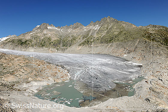 Foto: Gletscherrückzug: Rhonegletscher mit Gletschersee. Die abgeflachte Gletscherzunge mündet in einen See, welcher durch eine Felsbarriere entstanden ist. In der linken Bildhälfte ist der seit längerer Zeit bestehende Gletschersee zu sehen. Die Eisdecke an der Gletscherzunge ist dünn geworden und weist Spalten auf. Bald werden die beiden Gewässer vereinigt sein.
