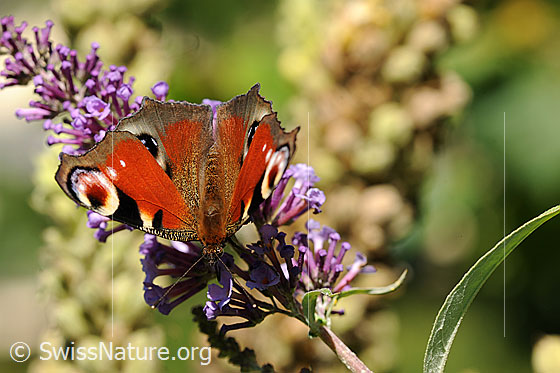 Foto: Tagpfauenauge (Inachis io) auf Blütendolde. Flügel geöffnet.