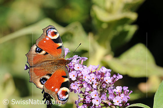 Foto: Tagpfauenauge (Inachis io) auf Blütendolde des Sommerflieders (Buddleja davidii) sitzend. Flügel geöffnet.