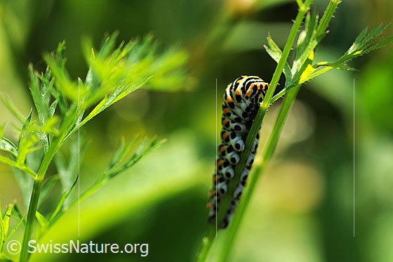 Schmetterlingsraupe (Papilio machaon)