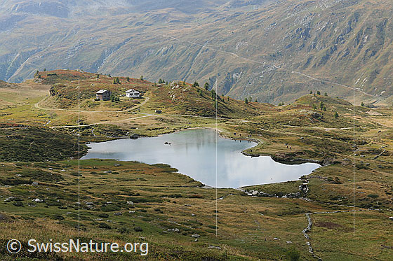 Foto: Rotelsee, Simplon. Der Bergsee ist umgeben von herbstlichen Alpweiden und hügeligem Gelände mit zwei Häusern, Fahrstrasse, Wanderweg und einzelnen Lärchen, welche sich im ruhigen Wasser leicht spiegeln.