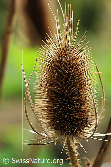 Foto: Verblühte Wilde Karde