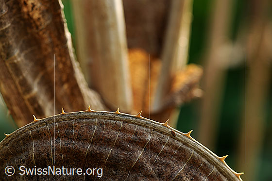 Foto: Stacheln an schön geformtem, dürrem Pflanzenblatt der Wilden Karde.