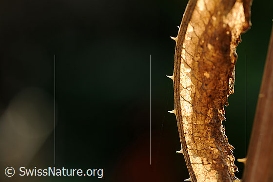 Foto: Stacheln an dürrem Pflanzenblatt der Wilden Karde.