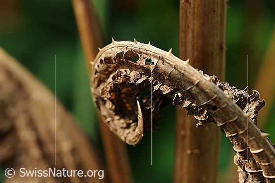 Foto: Pflandenblatt der Wilden Karde im Herbst.