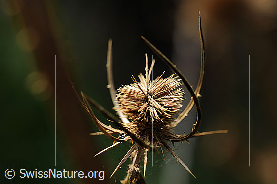 Foto: Verblühte Wilde Karde mit stacheligen Hüllblättern.