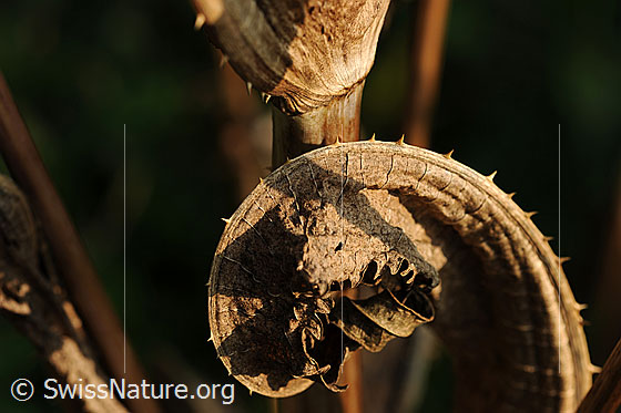 Foto: Pflanzenblatt im Herbst. Das stachelige Blatt ist gebogen und eingerollt.
Wilde Karde