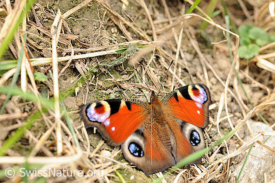 Foto: Schmetterling: Pfauenauge. Tagpfauenauge (Inachis io) im dürren Gras mit weit ausgebreiteten Flügeln.