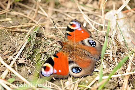 Pfauenauge (Inachis io)
