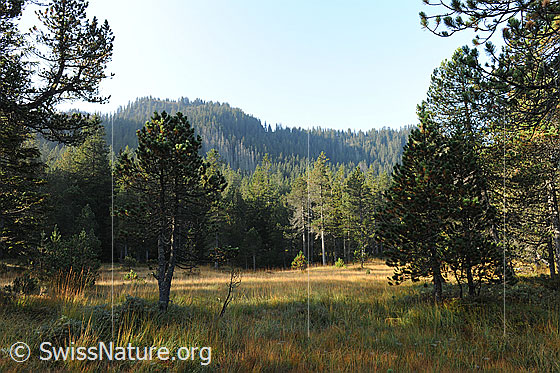 Foto: Waldlichtung mit Hochmoor. Die Pflanzen des Moors sind herbstlich gefärbt. Im Vordergrund sind einzelne Föhren zu sehen.