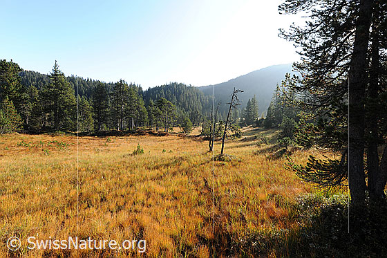 Foto: Moorlandschaft in den Herbstfarben. Lichter Föhrenwald umgibt das Hochmoor.