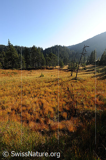 Foto: Moor im Herbst. Die halb offene Fläche des Hochmoors ist mit Pflanzen und Gräsern in den Herbstfarben bedeckt. Im Hintergrund ist Föhrenwald zu sehen.