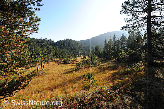 Foto: Moorgebiet und lichter Föhrenwald. Herbstfarben prägen die Moorlandschaft mit lichtem Wald.