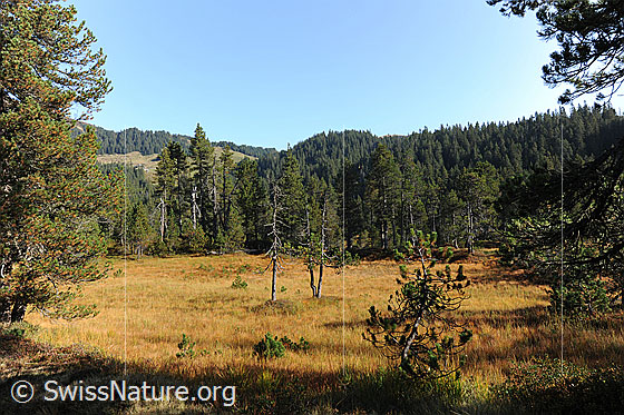 Foto: Hochmoor in Waldgebiet. Junge Föhren stehen in herbstlich gefärbter Moorlandschaft. Im Hintergrund sind Wälder zu sehen.