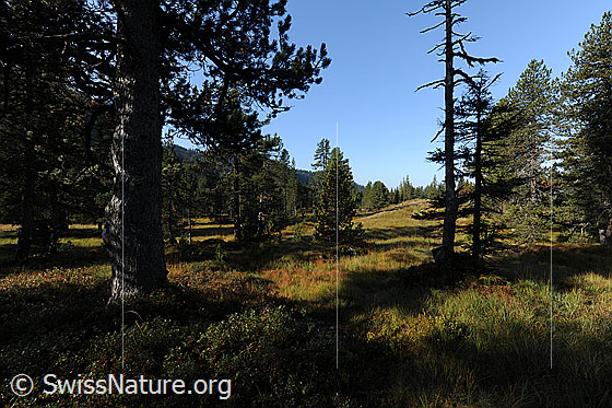 Foto: Urtümliche Moorlandschaft mit lichtem Föhrenwald. Der Waldboden ist mit Moorpflanzen bewachsen, welche herbstlich gefärbt sind.