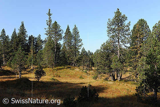 Foto: Hochmoor und Föhren. Das Moor ist herbstlich gefärbt und liegt in einem lichten Föhrenwald.