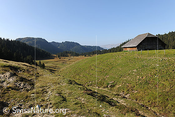 Foto: Alp und ausgedehnte Wälder. Im Vordergrund ist ein Stall auf der Alpweide zu sehen. Im flachen Weidegebiet liegt ein Hochmoor.