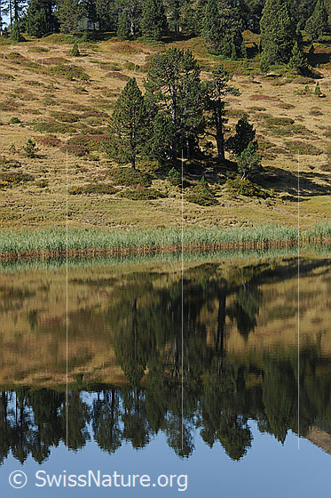 Foto: Schilfgürtel und Föhren auf herbstlicher Alpweide mit Spiegelung in klarem Bergsee.