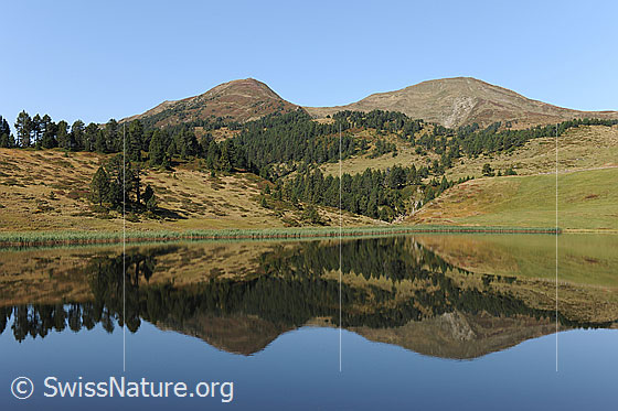 Foto: Berge spiegeln sich im See. Die Voralpengipfel Chli und Gross Fürstein, die herbstlichen Almweiden und der lichte Föhrenwald sind im ruhigen Sewenseeli als Spiegelbild abgebildet.