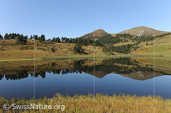 Foto: Blauer, stiller Bergsee mit Spiegelung der lieblichen Berglandschaft in der klaren Wasserfläche. Vom Herbst gefärbte, braune Grasbüschel säumen das Ufer des Sewenseeli.