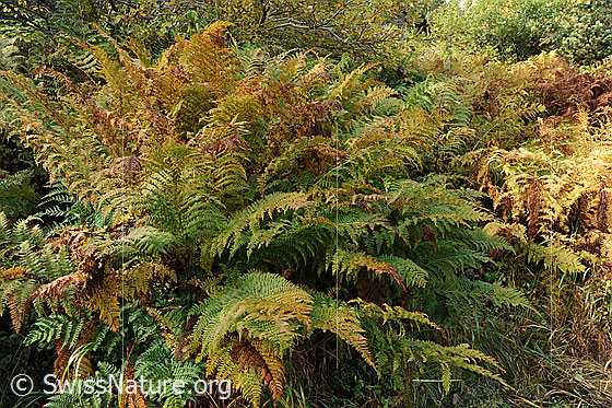 Foto: Farnstock in herbstlichen Farbtönen.