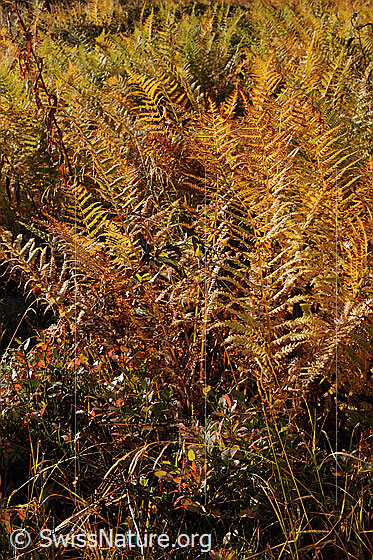 Foto: Farn in den Herbstfarben.
