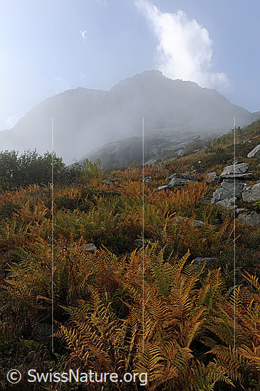 Foto: Herbstbild Farn. Berghang mit Farn bewachsen und mit Felsblöcken durchsetzt.